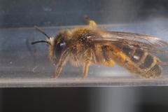 Andrena flavipes
