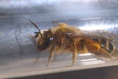 Andrena flavipes