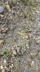 Achyrocline saturejoides