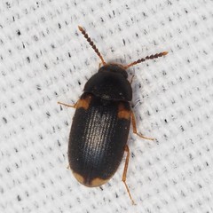 Mycetophagus serrulatus