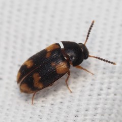 Mycetophagus serrulatus