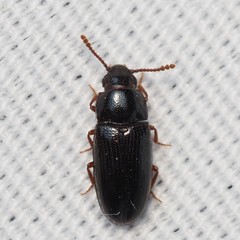 Pharaxonotha kirschii