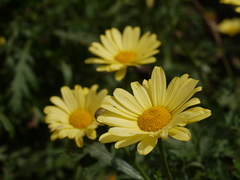 Asteraceae