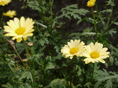 Asteraceae