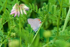 Satyrium acadica