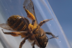 Andrena flavipes