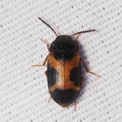 Mycetophagus punctatus