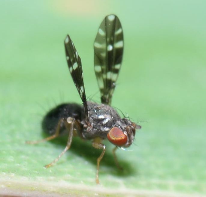 Trypetomima