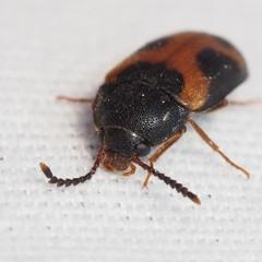 Mycetophagus punctatus