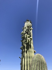 Carnegiea gigantea