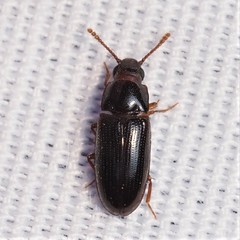 Pharaxonotha kirschii