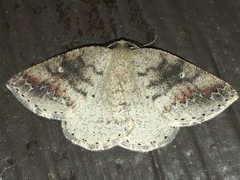 Drepanulatrix secundaria