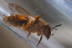 Andrena flavipes