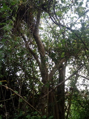 Bravaisia integerrima