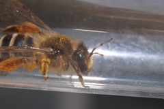 Andrena flavipes