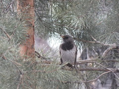 Turdus atrogularis
