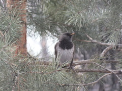 Turdus atrogularis