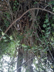 Bravaisia integerrima