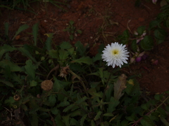Asteraceae