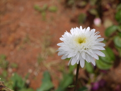 Asteraceae