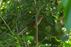 Zanclostomus javanicus