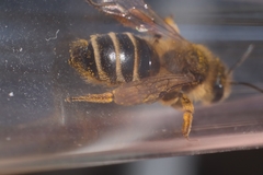 Andrena flavipes