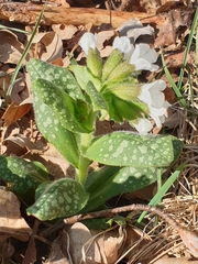 Pulmonaria officinalis