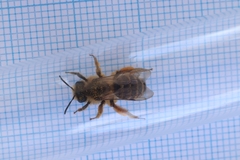 Andrena flavipes