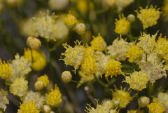 Acamptopappus sphaerocephalus