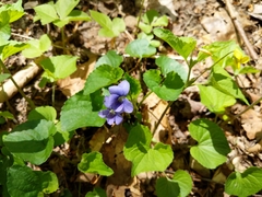 Viola septentrionalis