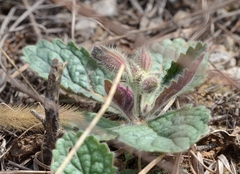 Rehmannia glutinosa
