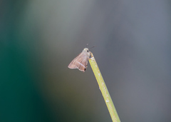 Hasora chromus chromus