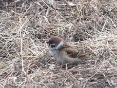 Passer montanus