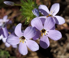 Leptosiphon androsaceus