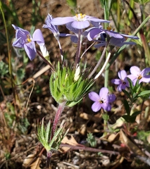 Leptosiphon androsaceus