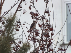 Coccothraustes coccothraustes