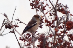 Coccothraustes coccothraustes