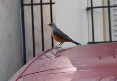 Turdus rufiventris
