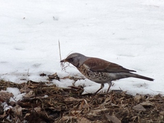 Turdus pilaris