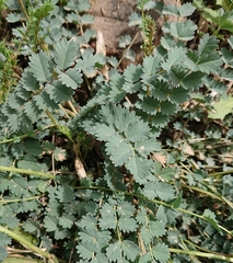 Sanguisorba minor