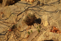Mammillaria beiselii
