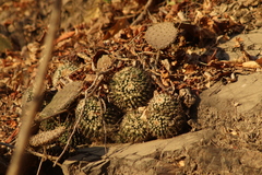 Mammillaria beiselii