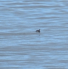Gavia stellata