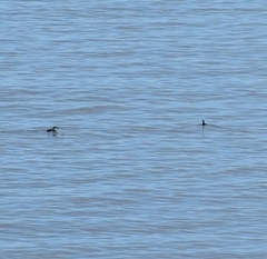 Gavia stellata