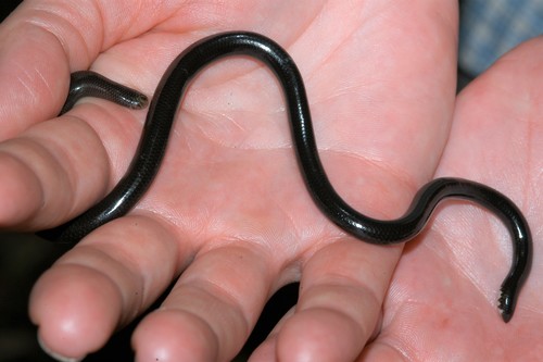 Madatyphlops microcephalus