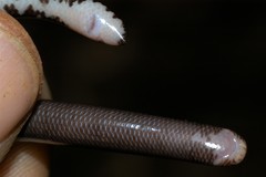 Madagascar Sand Worm Snake photo 3