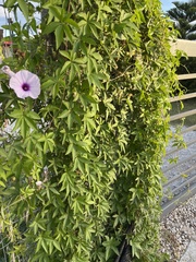 Ipomoea cairica