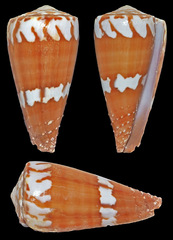 Conus litoglyphus