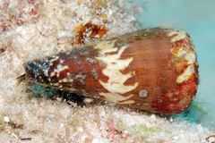 Conus litoglyphus