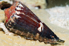 Conus litoglyphus
